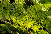 Chiang Mai - Bhubing Palace. The fern garden.